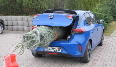 Sicherer Weihnachtsbaum-Transport
