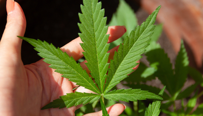 Grenzwert für Cannabis am Steuer