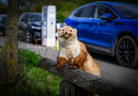 Marderbiss im Auto kann teuer werden