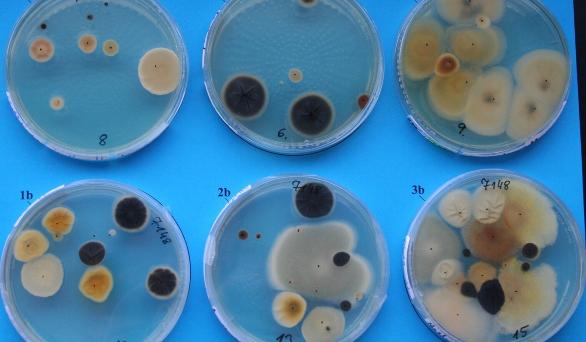 mid Groß-Gerau - Entnommene Kfz-Luftproben auf Nährboden. Tunap