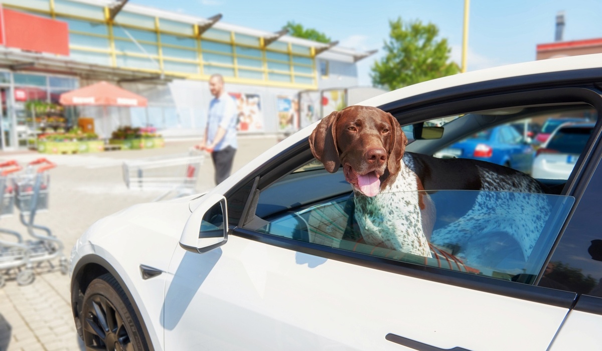mid Groß-Gerau - Hunde sollten grundsätzlich nicht im Auto zurück gelassen werden, auch nicht für eine kurze Zeit. ADAC / Uwe Rattay