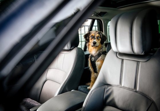 Sichere Autofahrt mit der Fellnase