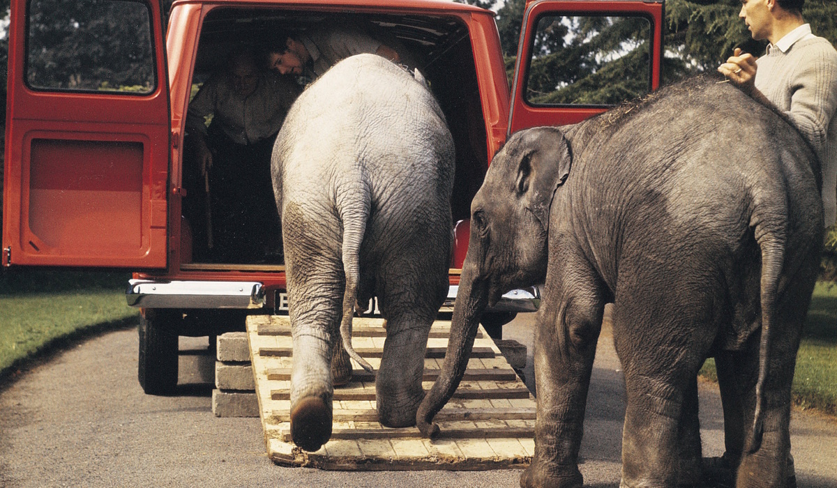 Kleiner Laster für große Aufgaben – 1965 bewährte sich der Transit bei einem Elefantentransport für den Londoner Zoo. Foto: Ford